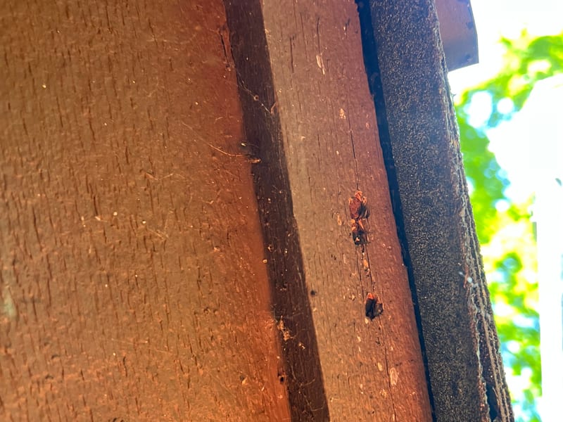 Looking up under the rake edge where the shingle course overhangs a weathered unpainted fascia board with no drip edge