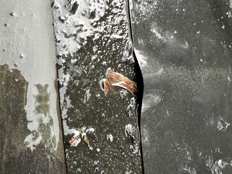 Close-up of a horizontal EPDM lap seam without cover tape, the membrane edge lifting slightly above the rain-wet field