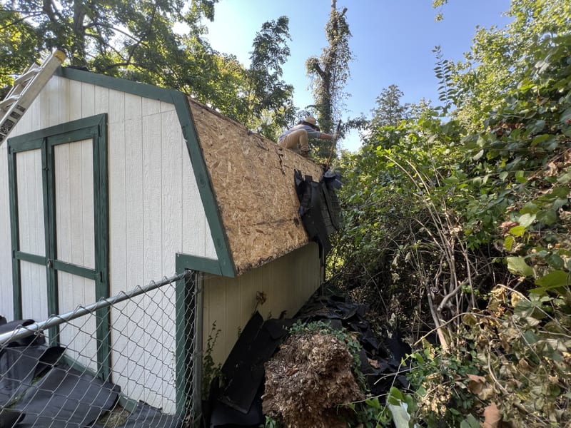 Worker on a gambrel shed roof tearing black rolled roofing off, bare OSB decking exposed and green-trimmed gable below