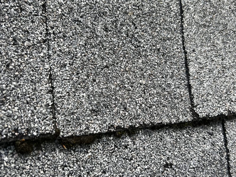 Close-up of gray 3-tab shingles with dark moss clumps growing in the keyways and lifting the shingle butt edges